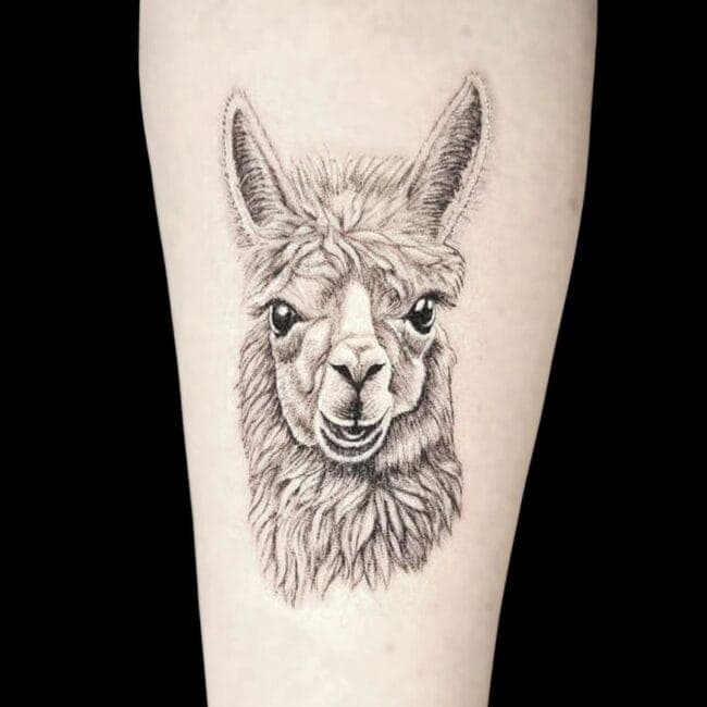 Raurie Tattoo Artist Micro Realism Alpaca Black and Grey Forearm Tattoo brisbane realism tattoo